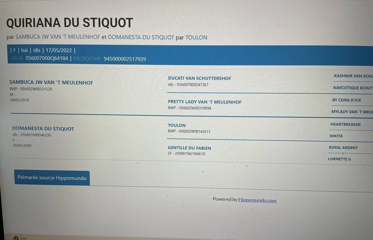 Merrie Belgisch sportpaard Te koop 2022 Donker bruin / bai ,  Sambuca JW van't Meulenhof