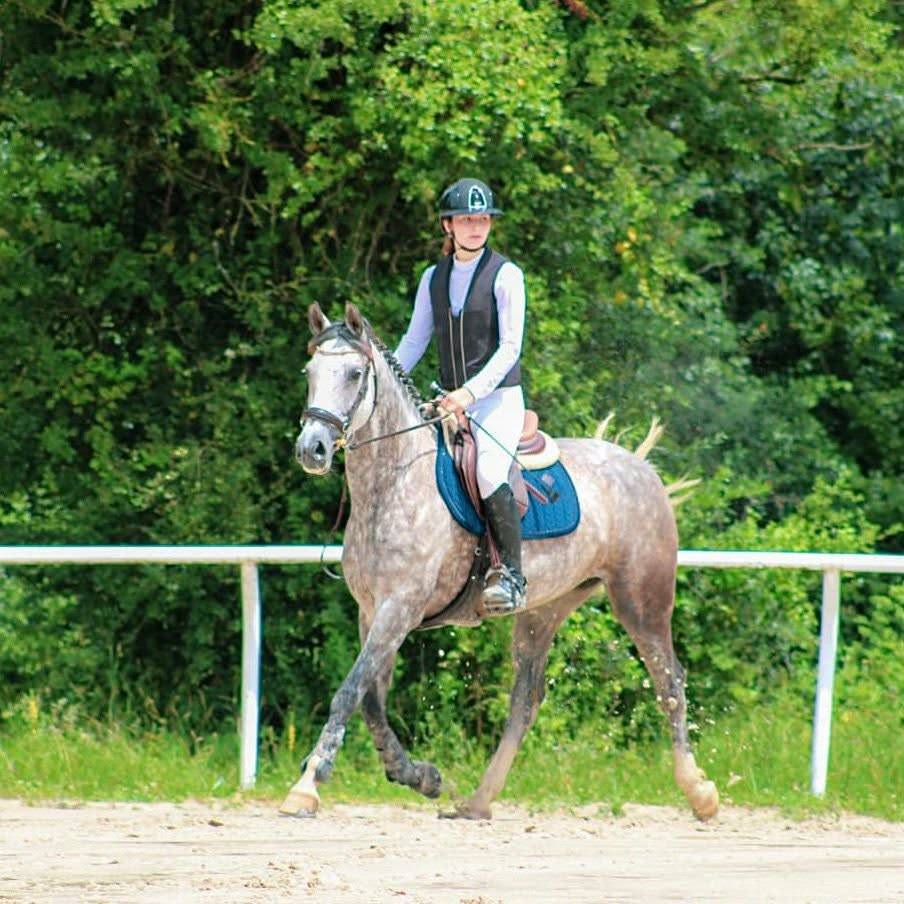 Merrie Franse rijpony PFS Te koop 2016 Schimmel ,  MOVIE STAR TILIA
