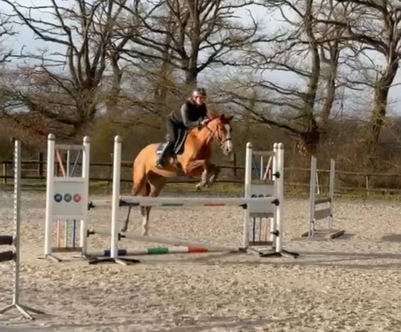 Ruin Bekend ras Te koop 2021 Vos