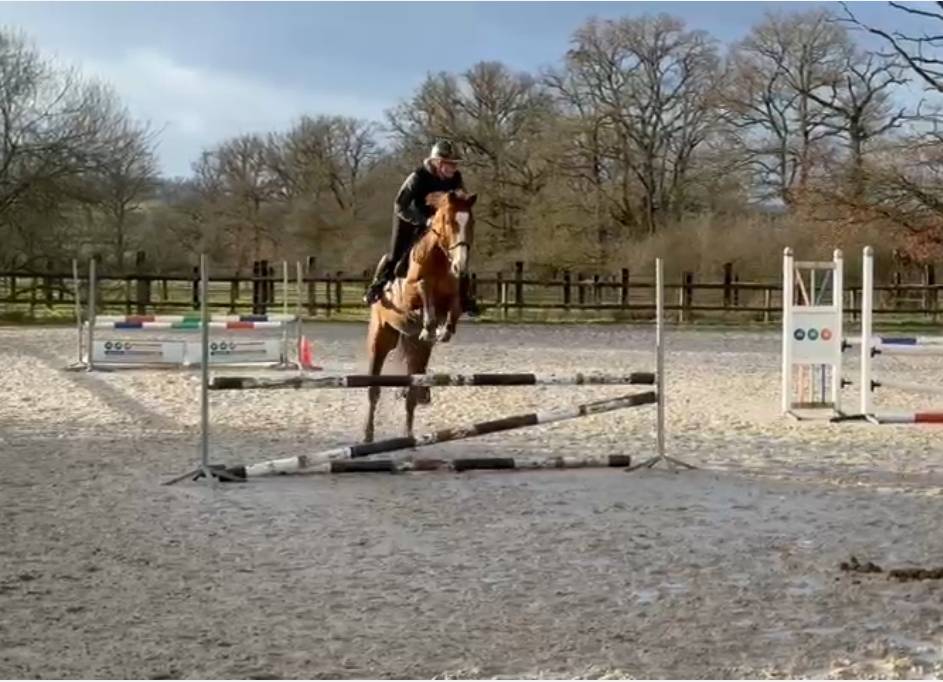 Ruin Bekend ras Te koop 2021 Vos