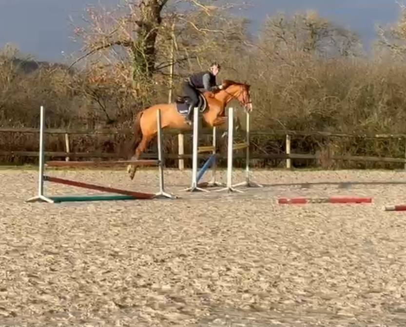 Ruin Bekend ras Te koop 2021 Vos