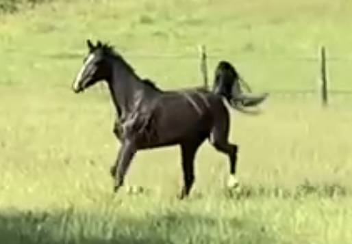 Merrie Selle Fran&ccedil;ais Te koop 2017 Zwart ,  Toto Jr