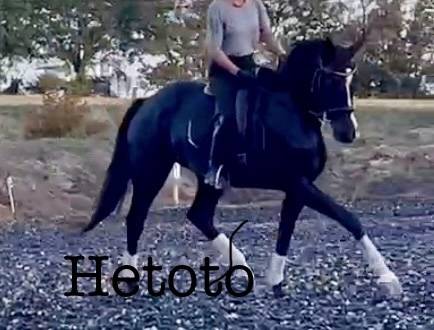 Merrie Selle Fran&ccedil;ais Te koop 2017 Zwart ,  Toto Jr