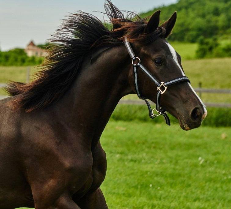 Merrie Selle Fran&ccedil;ais Te koop 2017 Zwart ,  Toto Jr