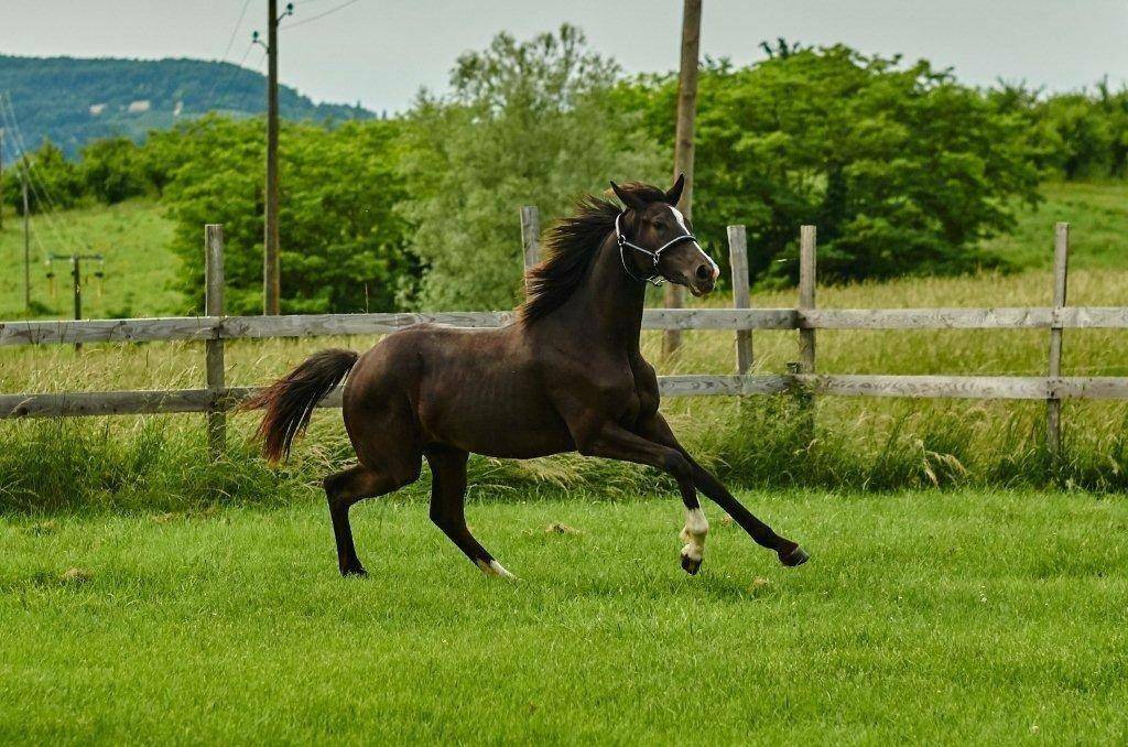 Merrie Selle Fran&ccedil;ais Te koop 2017 Zwart ,  Toto Jr