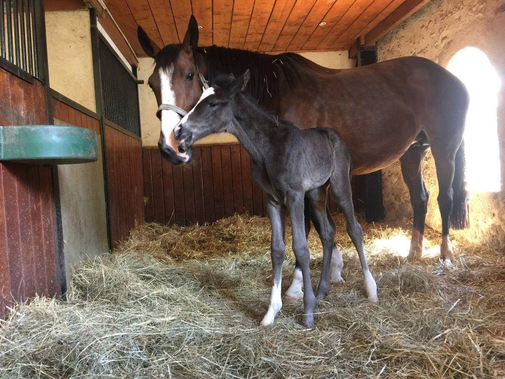 Merrie Selle Fran&ccedil;ais Te koop 2017 Zwart ,  Toto Jr