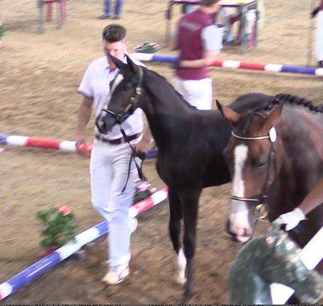 Merrie Selle Fran&ccedil;ais Te koop 2017 Zwart ,  Toto Jr