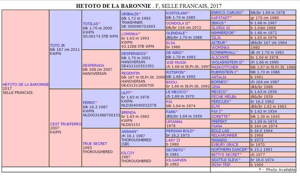 Merrie Selle Fran&ccedil;ais Te koop 2017 Zwart ,  Toto Jr
