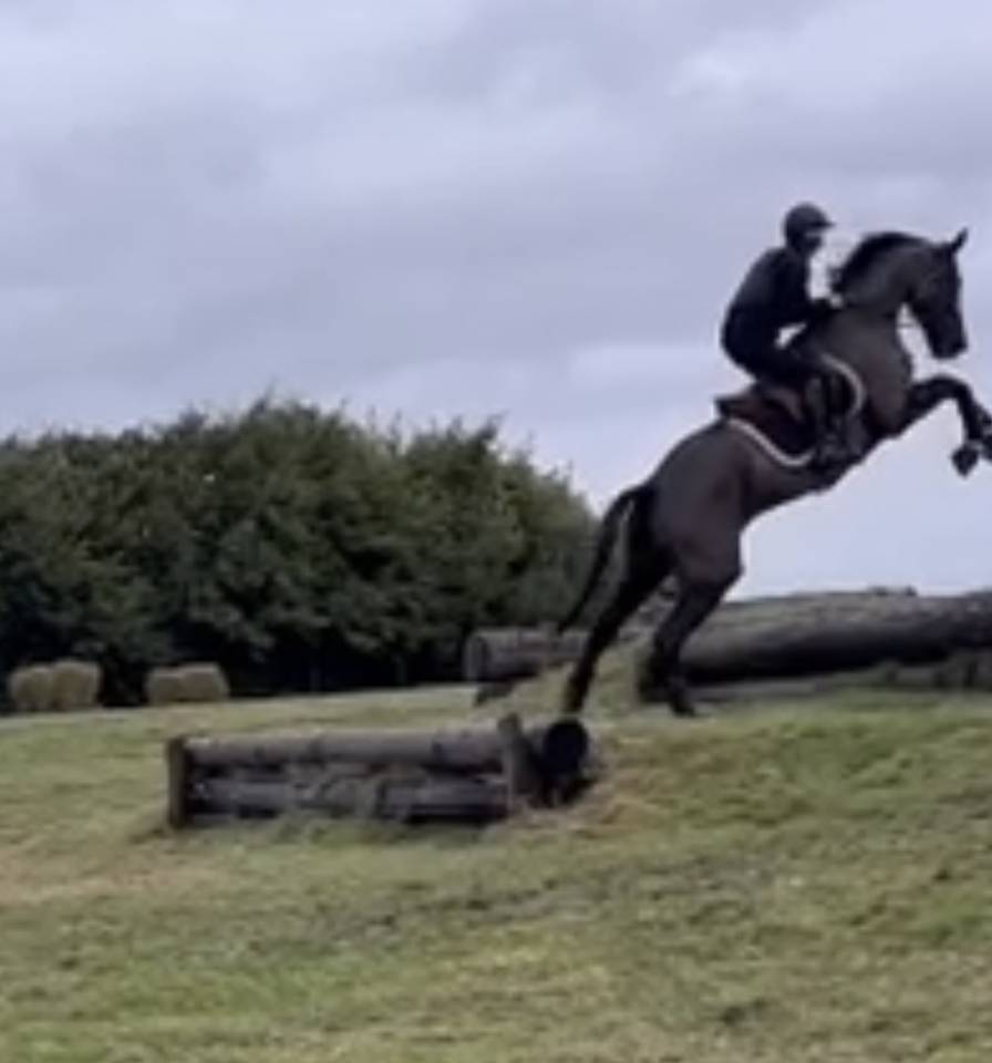 Merrie Selle Fran&ccedil;ais Te koop 2017 Zwart ,  Toto Jr