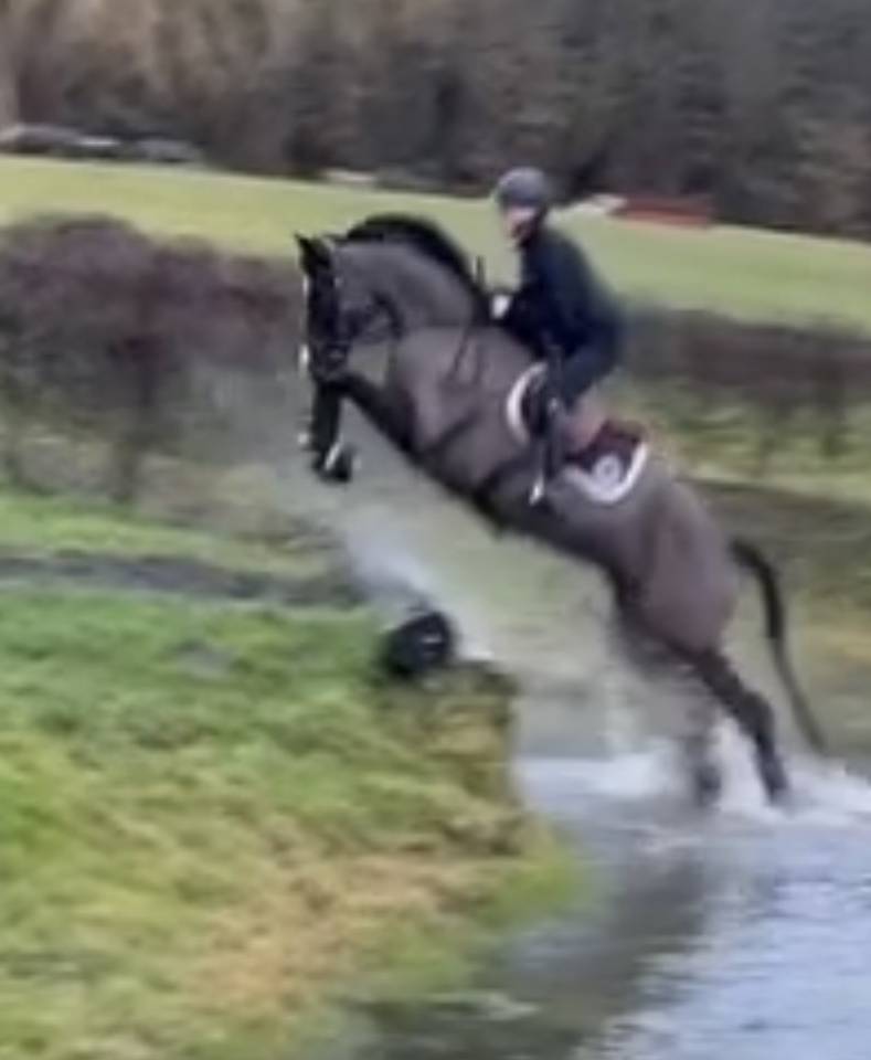 Merrie Selle Fran&ccedil;ais Te koop 2017 Zwart ,  Toto Jr