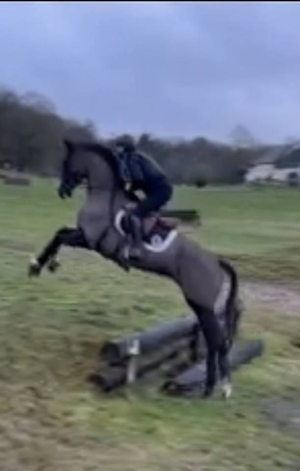 Merrie Selle Fran&ccedil;ais Te koop 2017 Zwart ,  Toto Jr