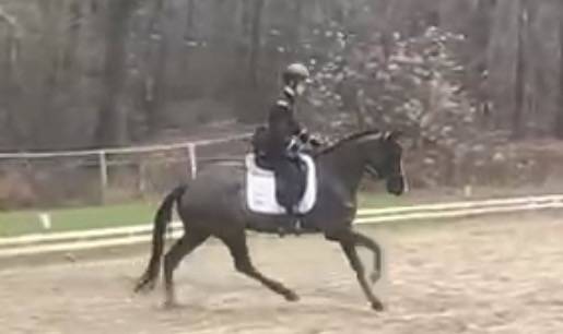 Merrie Selle Fran&ccedil;ais Te koop 2017 Zwart ,  Toto Jr