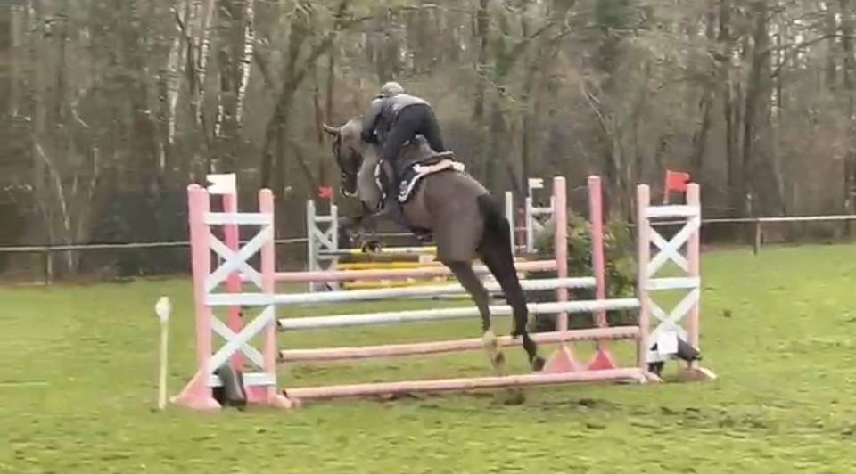 Merrie Selle Fran&ccedil;ais Te koop 2017 Zwart ,  Toto Jr