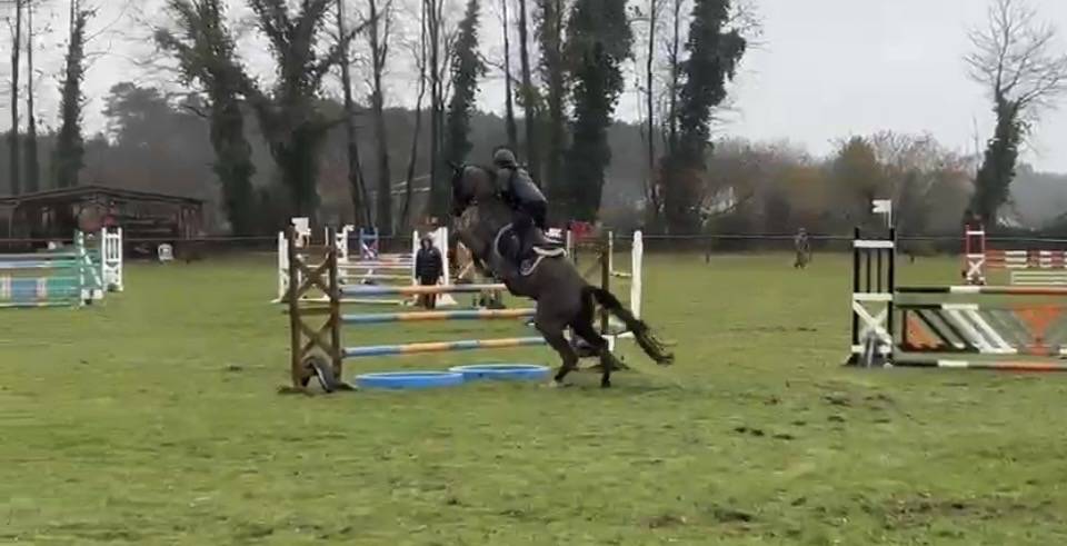 Merrie Selle Fran&ccedil;ais Te koop 2017 Zwart ,  Toto Jr