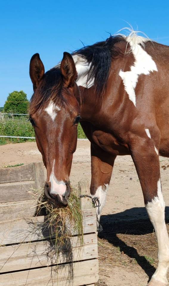 Dekhengst Zangersheide Te koop 2024 Bont