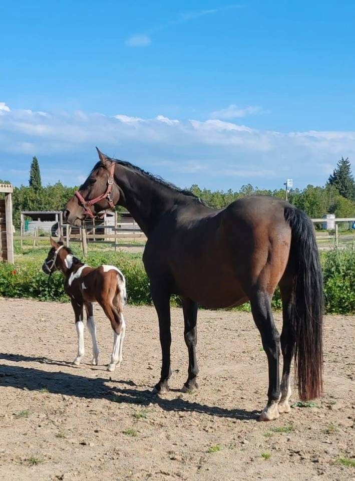 Dekhengst Zangersheide Te koop 2024 Bont