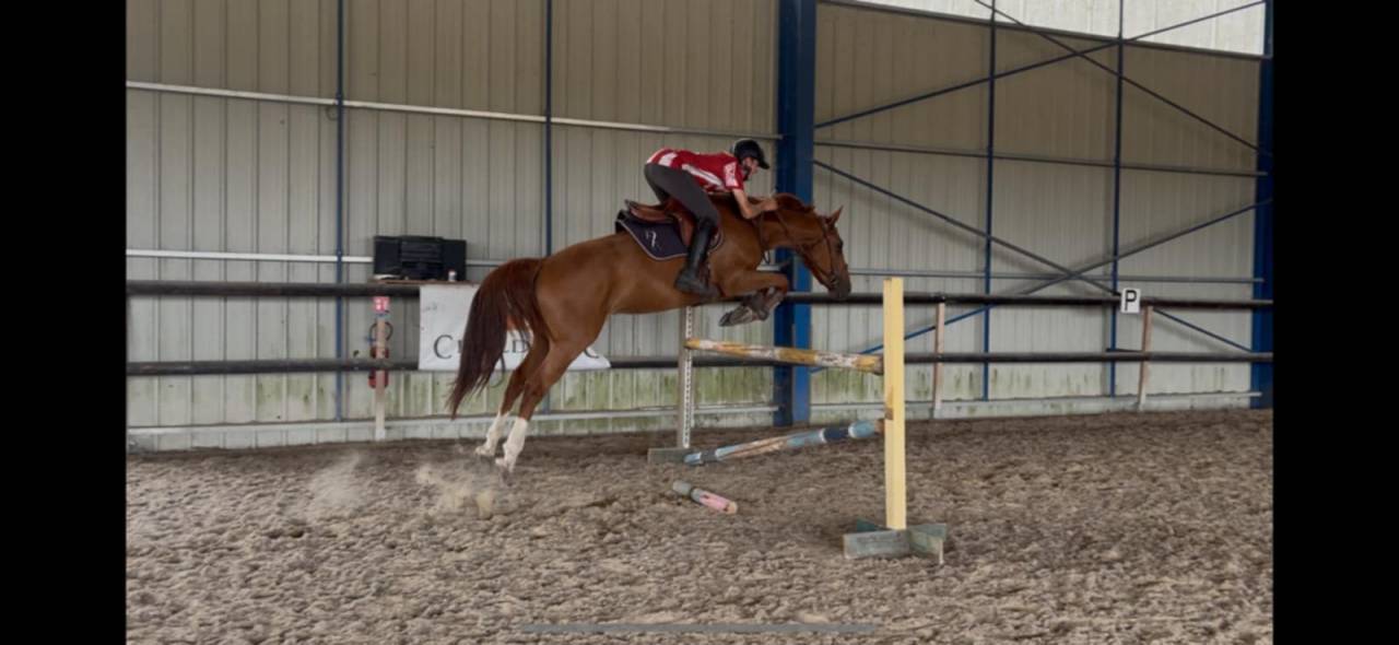 Ruin Selle Fran&ccedil;ais Te koop 2020 Vos