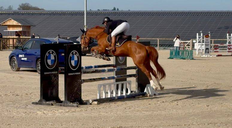 Ruin Selle Fran&ccedil;ais Te koop 2020 Vos