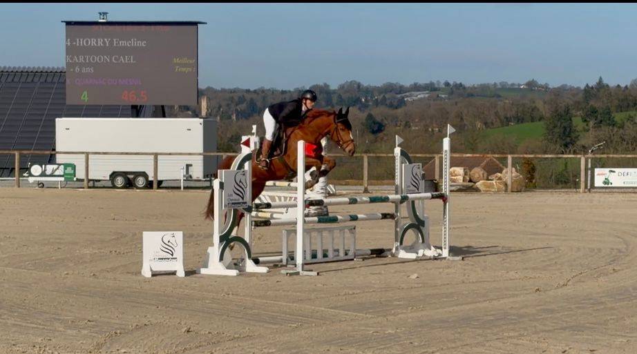 Ruin Selle Fran&ccedil;ais Te koop 2020 Vos