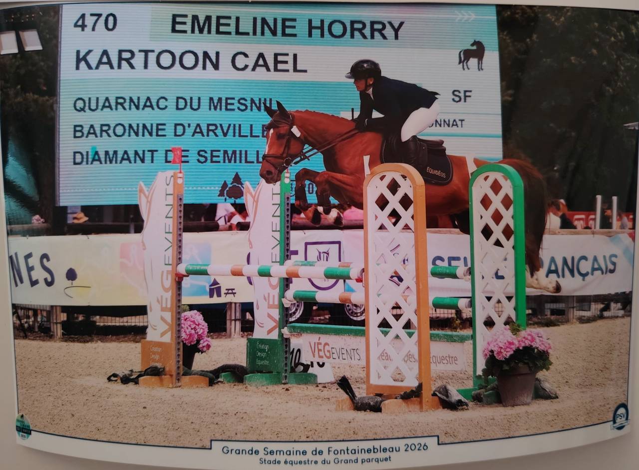 Ruin Selle Fran&ccedil;ais Te koop 2020 Vos ,  quarnac du mesnil