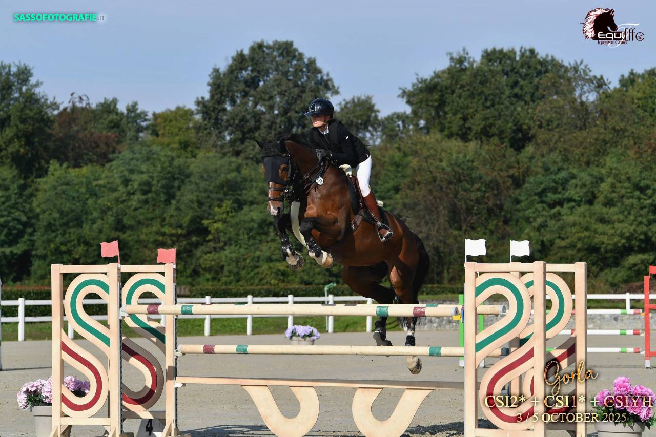 Ruin Selle Fran&ccedil;ais Te koop 2015 Donker bruin / bai ,  Bisquet Balou