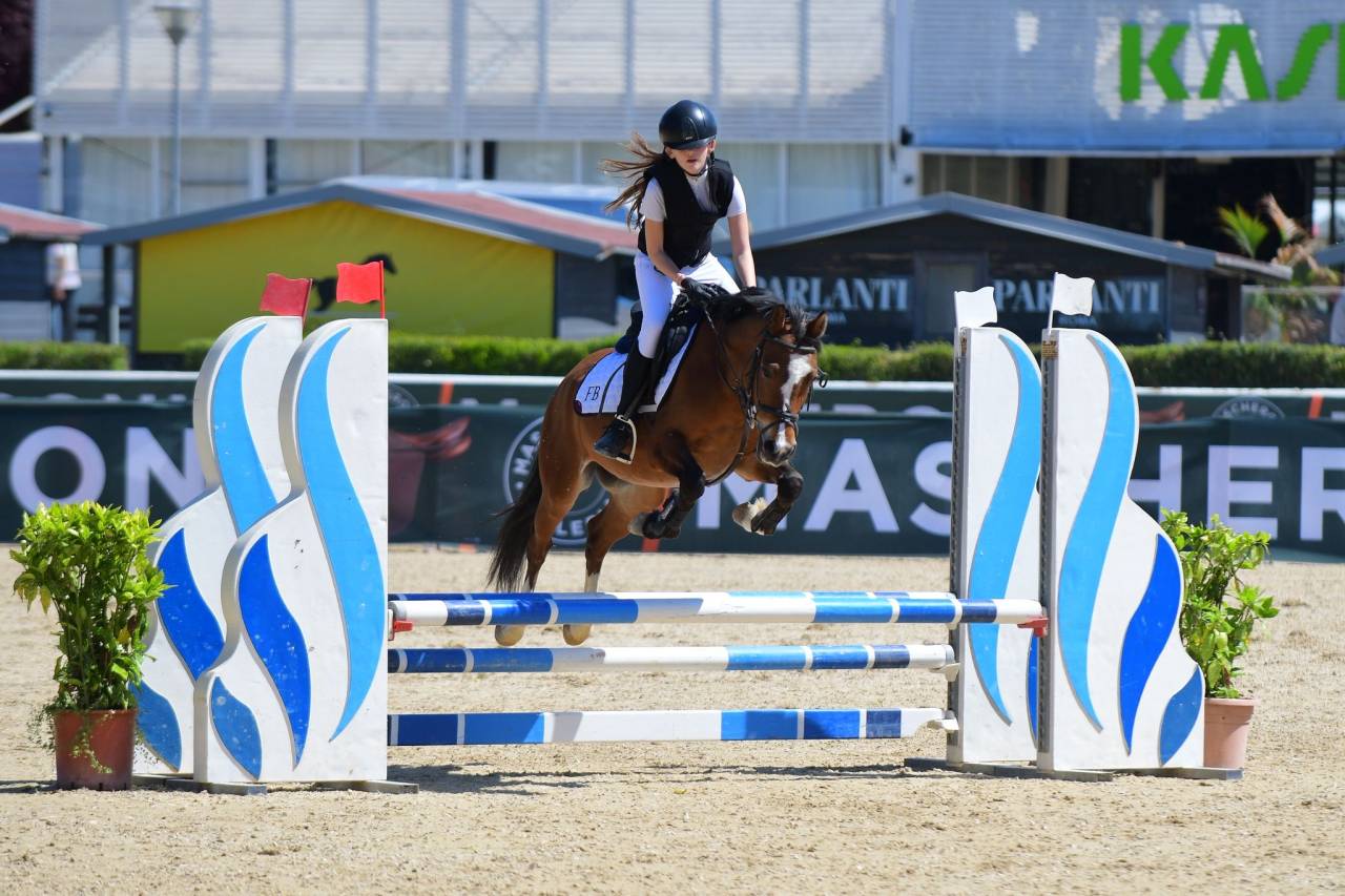 Ruin Bekend ras Te koop 2014 Donker bruin / bai