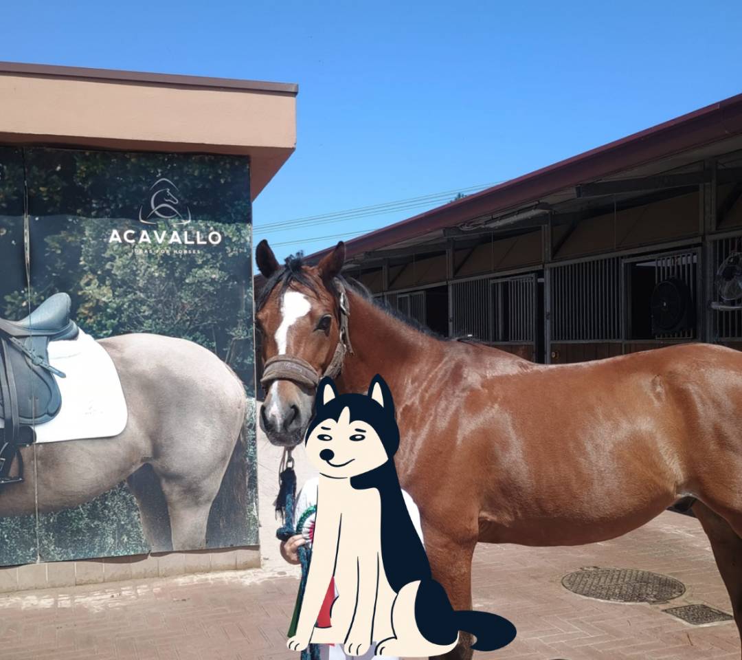 Ruin Bekend ras Te koop 2014 Donker bruin / bai