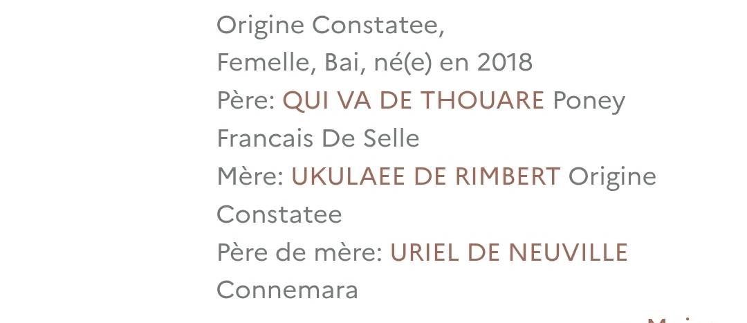 Merrie Bekend ras Te koop 2018 Donker bruin / bai