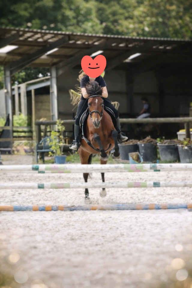 Merrie Bekend ras Te koop 2018 Donker bruin / bai