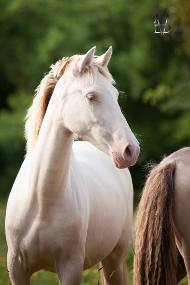 Veulen (vr) PRE Puur Ras Spaans Te koop 2024 Cr&egrave;me ,  INSUENO