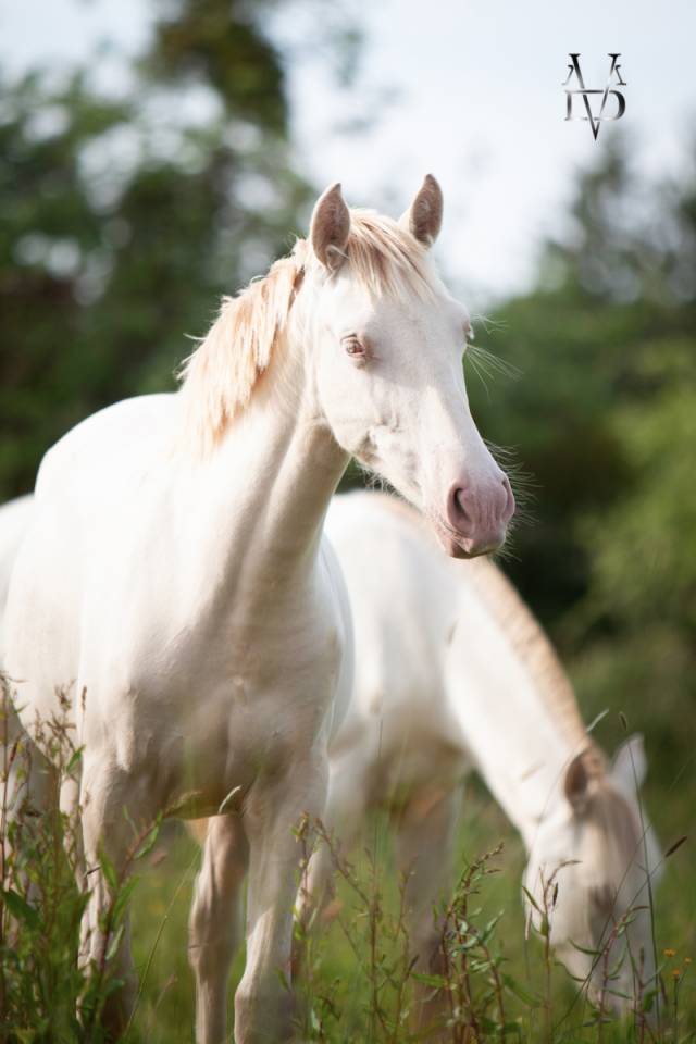 Veulen (vr) PRE Puur Ras Spaans Te koop 2024 Cr&egrave;me ,  INSUENO