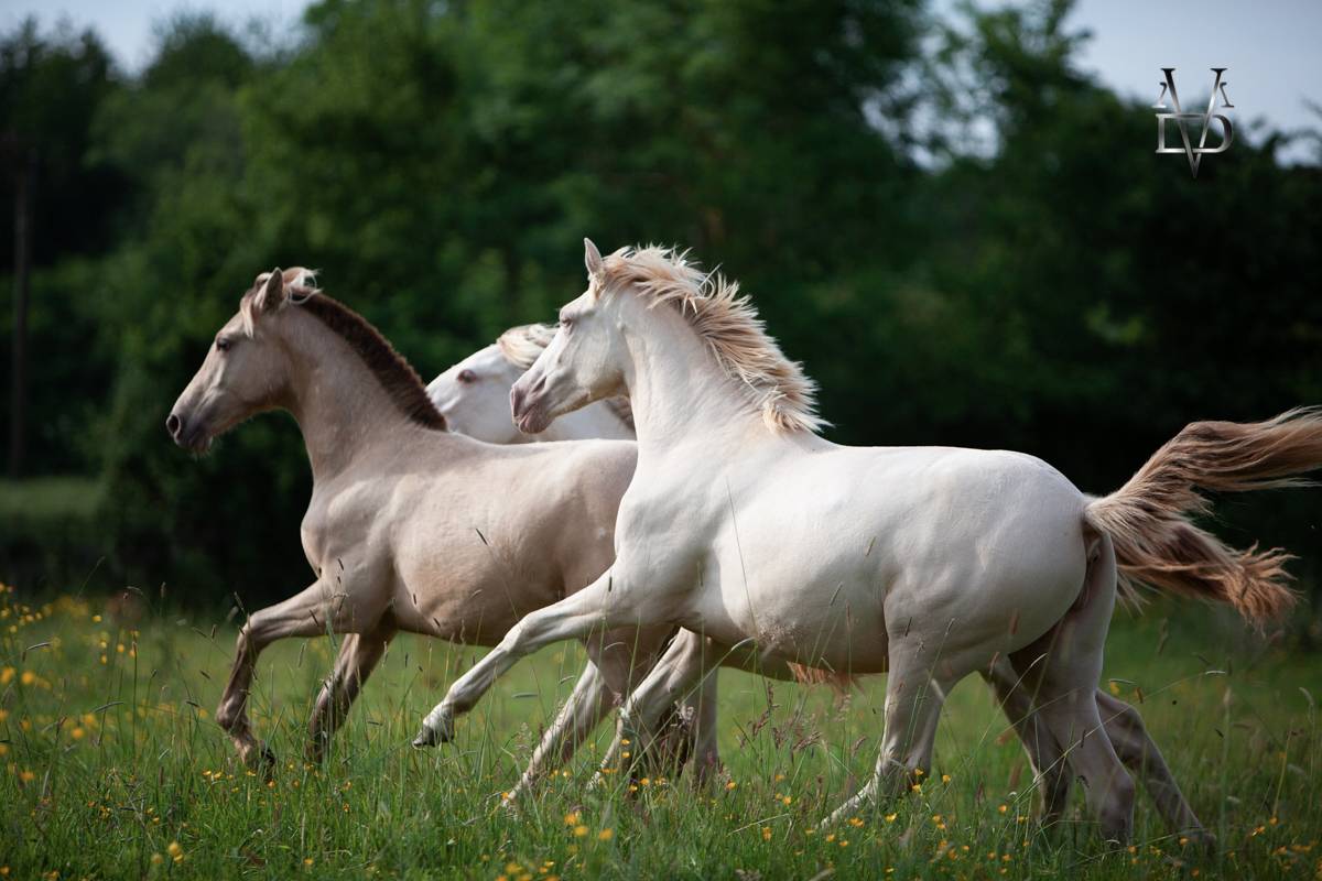 Veulen (vr) PRE Puur Ras Spaans Te koop 2024 Cr&egrave;me ,  INSUENO