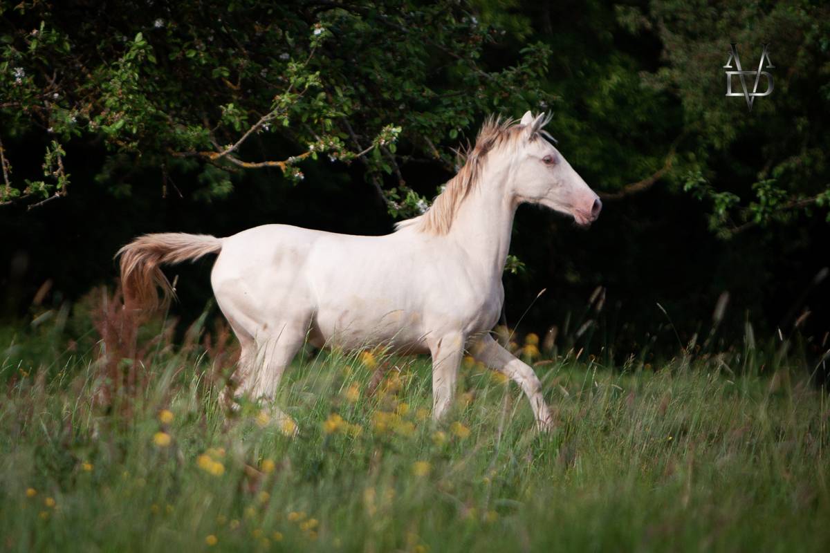 Veulen (vr) PRE Puur Ras Spaans Te koop 2024 Cr&egrave;me ,  INSUENO