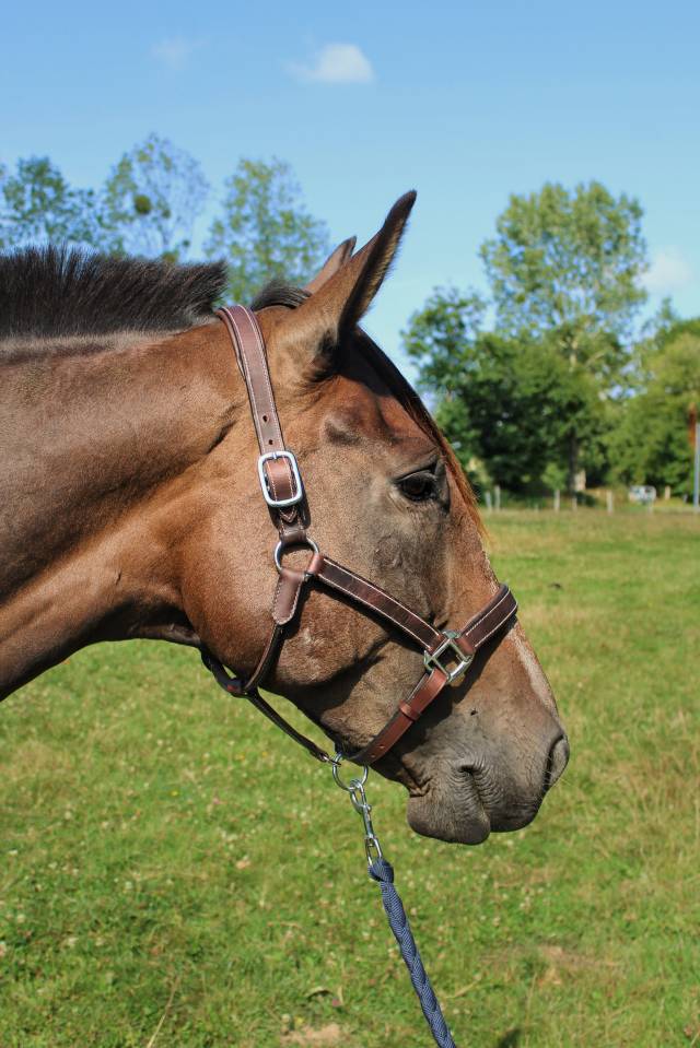 Merrie Franse draver  Te koop 2017 Zwart