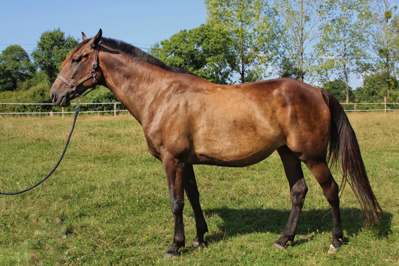 Merrie Franse draver  Te koop 2017 Zwart