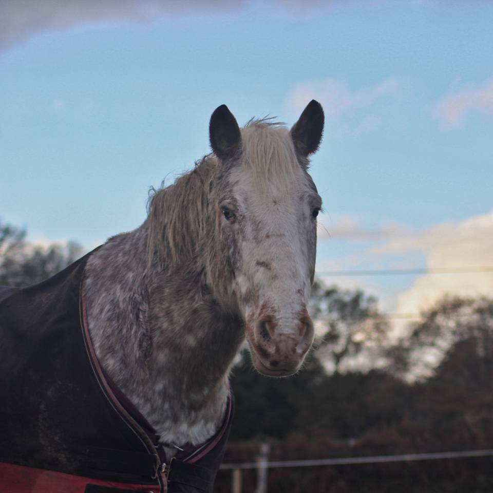 Ruin Bekend ras Half pension 2010 Vos roan