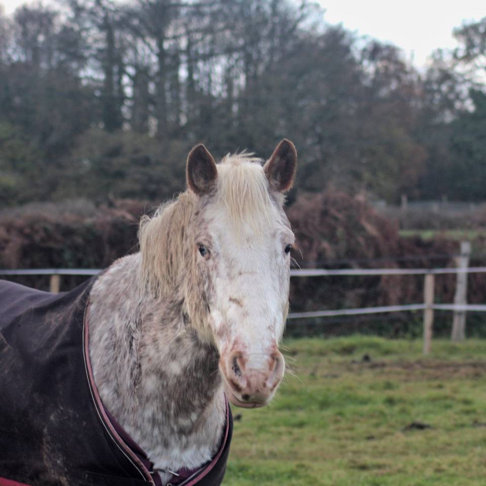 Ruin Bekend ras Half pension 2010 Vos roan
