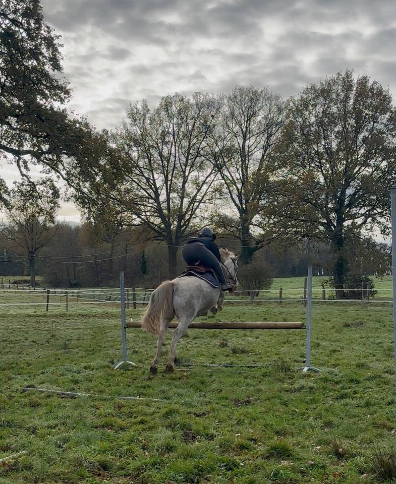 Ruin Bekend ras Half pension 2010 Vos roan