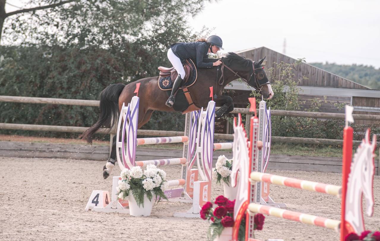 Ruin Selle Fran&ccedil;ais Te koop 2015 Bruin / Bai ,  IDEAL DE LA LOGE