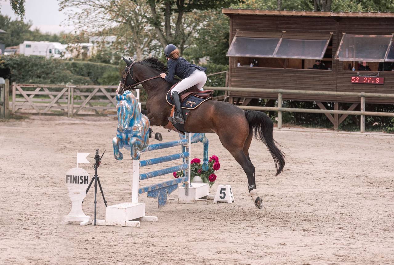 Ruin Selle Fran&ccedil;ais Te koop 2015 Bruin / Bai ,  IDEAL DE LA LOGE