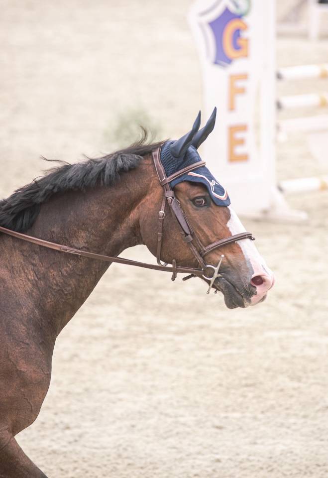 Ruin Selle Fran&ccedil;ais Te koop 2015 Bruin / Bai ,  IDEAL DE LA LOGE
