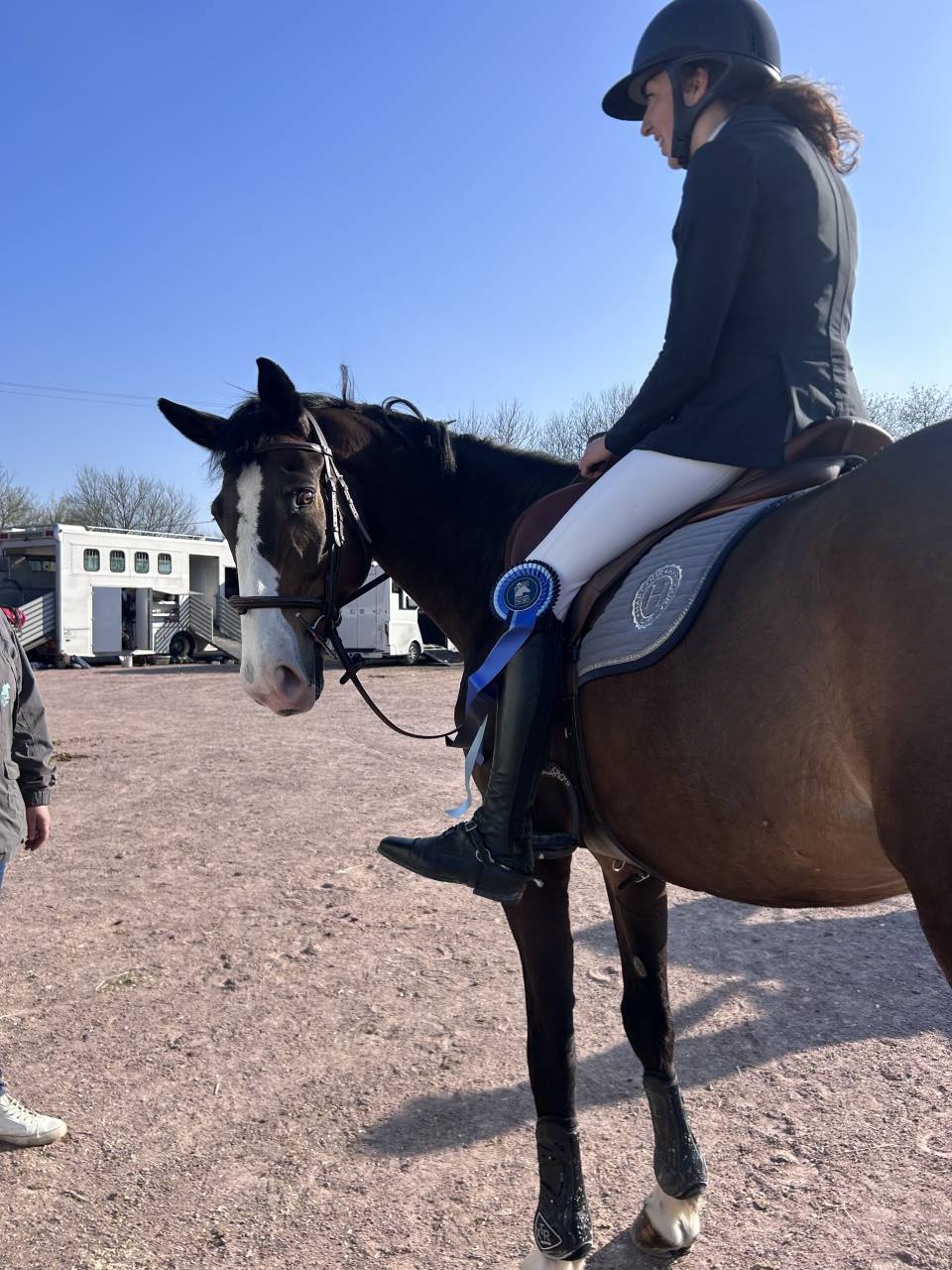 Ruin Selle Fran&ccedil;ais Te koop 2015 Bruin / Bai ,  IDEAL DE LA LOGE