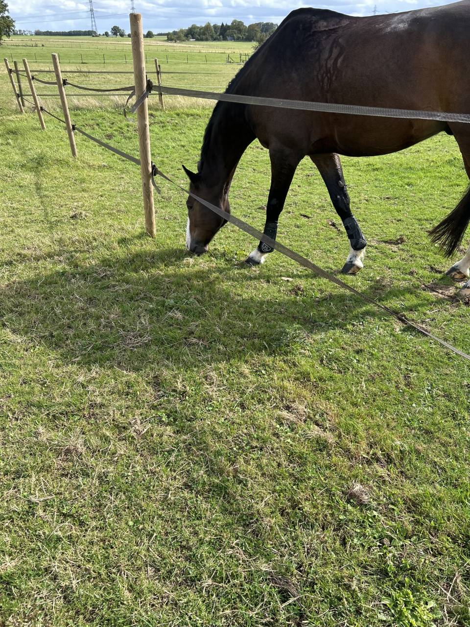 Ruin Selle Fran&ccedil;ais Te koop 2015 Bruin / Bai ,  IDEAL DE LA LOGE