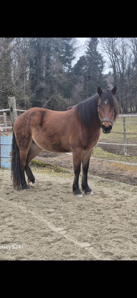 Merrie Ras onbekend Te koop 2022 Donker bruin / bai