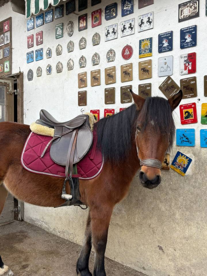 Merrie Ras onbekend Te koop 2022 Donker bruin / bai