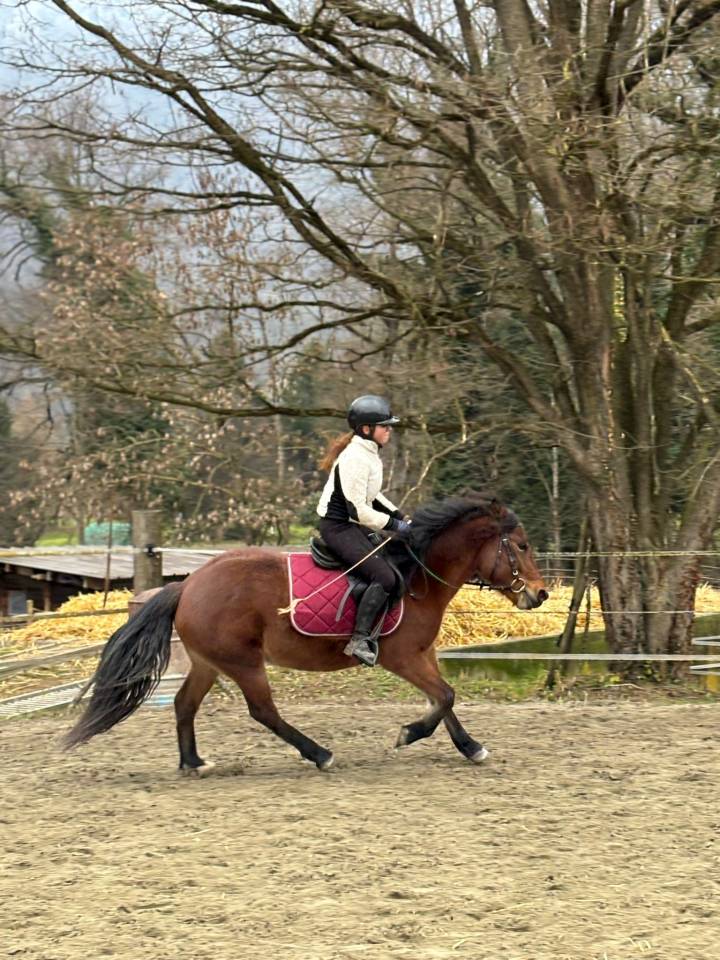 Merrie Ras onbekend Te koop 2022 Donker bruin / bai