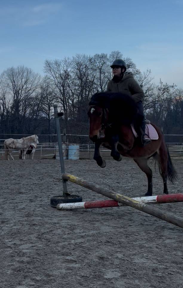 Merrie Ras onbekend Te koop 2022 Donker bruin / bai
