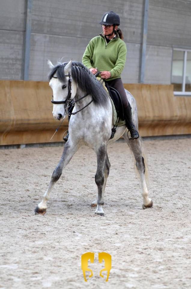 Ruin Lusitano Te koop 2018 Wit ,  ELDORADO DA BROA