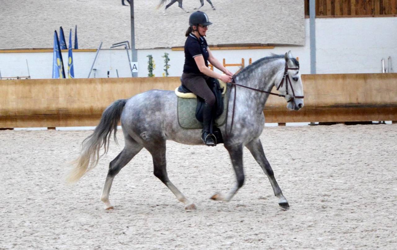 Ruin Lusitano Te koop 2018 Wit ,  ELDORADO DA BROA