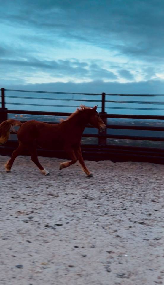 Merrie Ras onbekend Te koop 2019 Vos